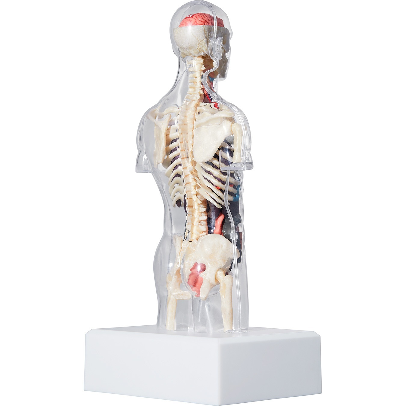 Male Anatomy Model view 3